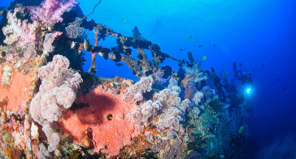 Diver exploring a sunken shipwreck covered in soft corals