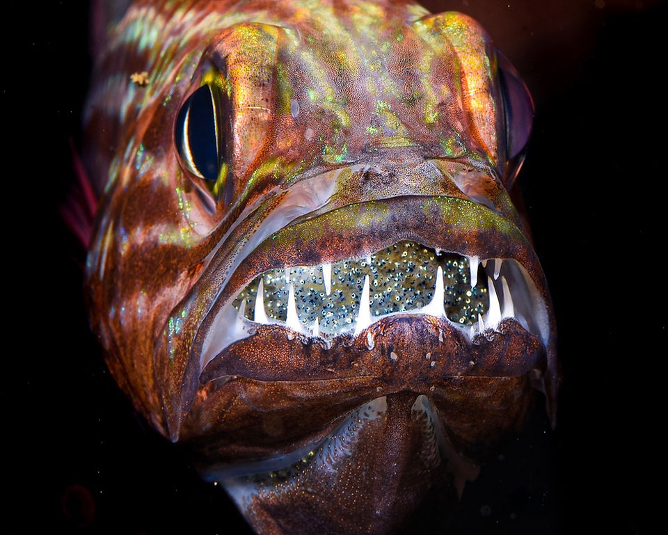 Close-up of a fish's sharp teeth