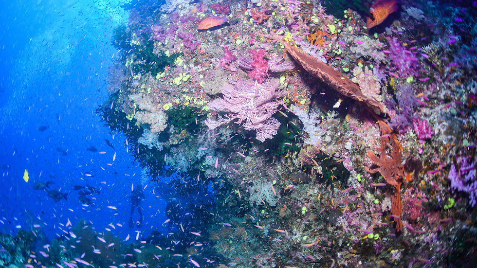 Colorful coral reef with fish swimming; Fiji diving is an adventure. Waterlust Fiji