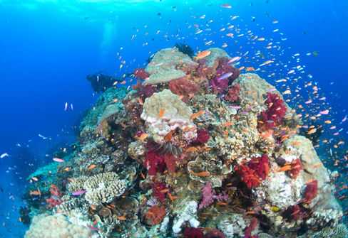 Vibrant coral reef teeming with fish