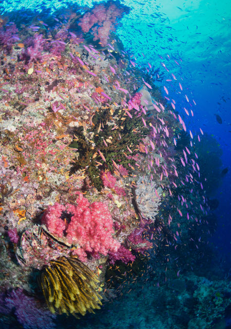Underwater coral reef with pink fish and vibrant marine life Waterlust Fiji.
