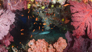 a nurse shark framed by soft corals