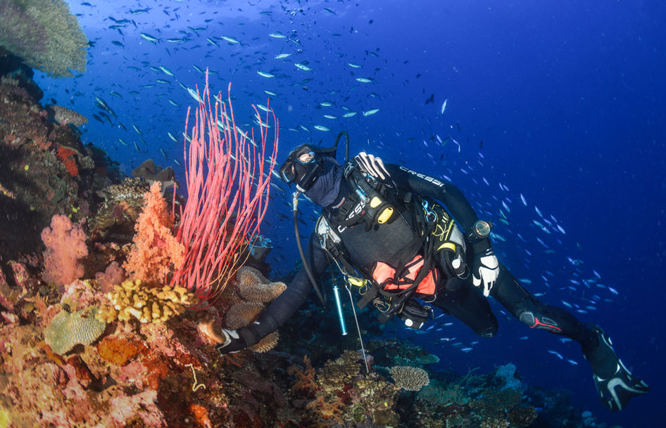 diver near sea whips at Dream House Reef Fiji 