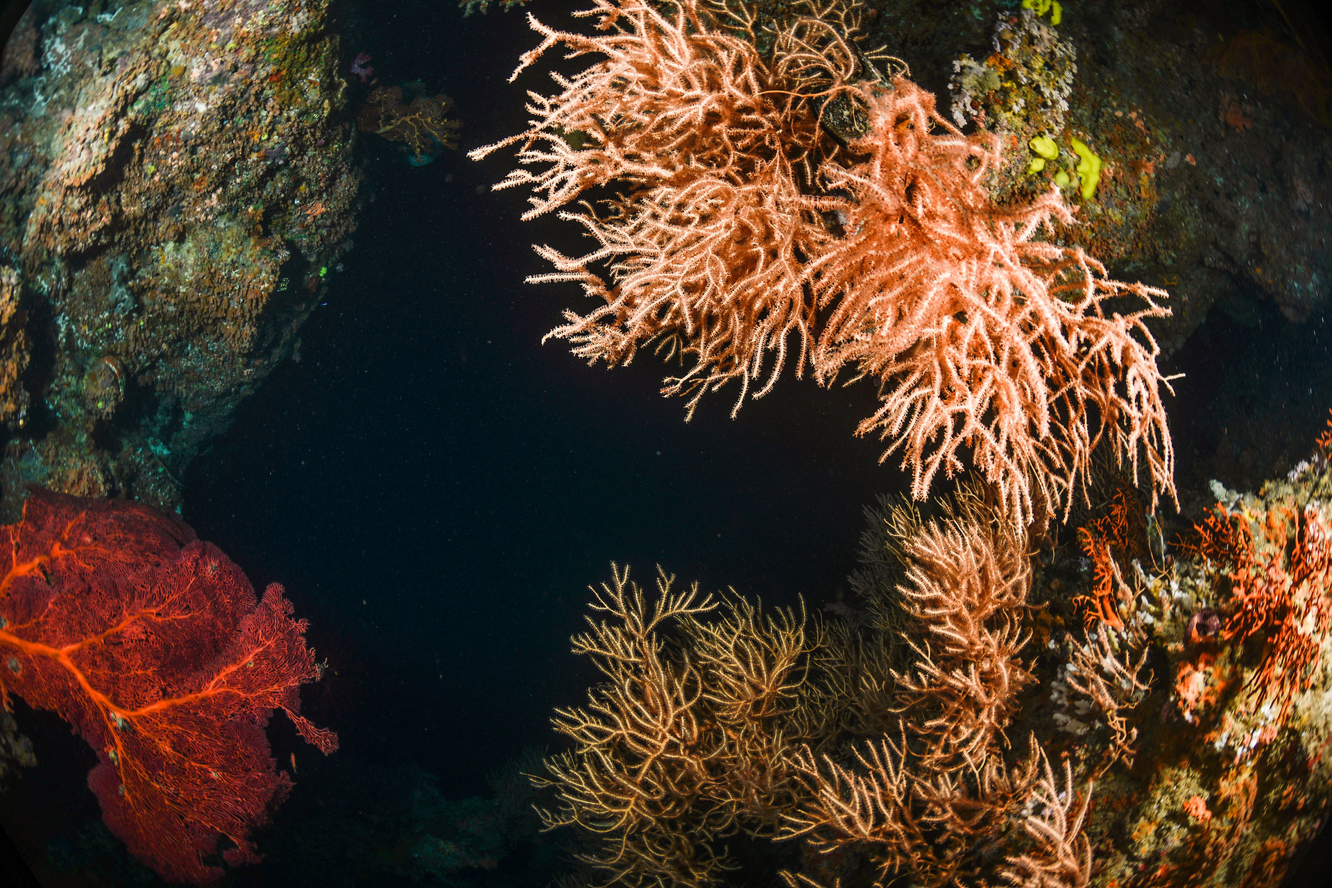 Underwater coral reef scene