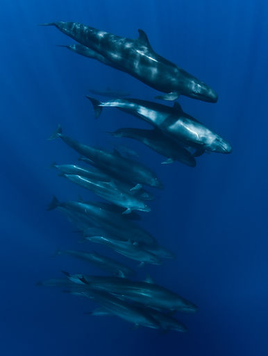 a school of pilot whales in the ocean