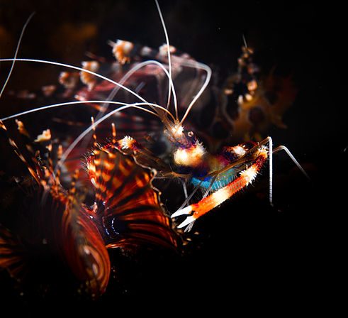 cleaner shrimp in Fiji