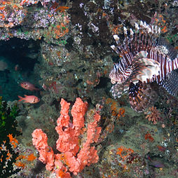 a lionfish hovers over a red sea sponge