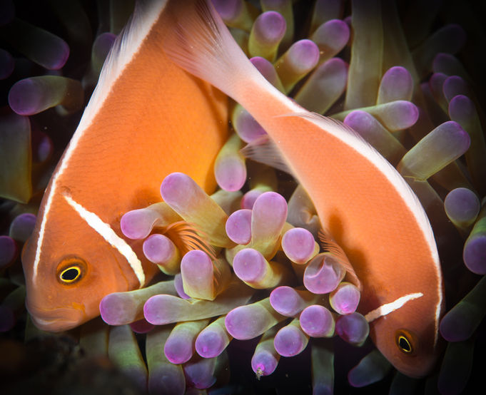 Two anemone fish intertwine
