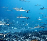 white-tip-reef-shark-swimming-in-ocean-2026-03-25-02-42-13-utc.jpg