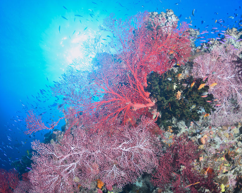 Vibrant red and purple sea fan corals for scuba diving in Fiji.