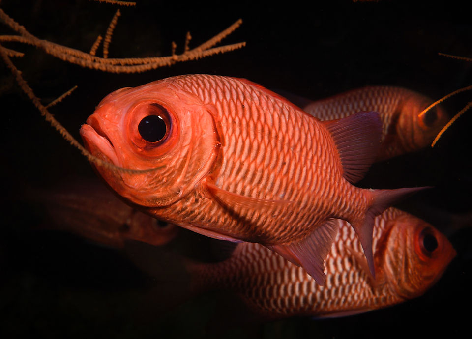 Close-up of three vibrant red fish