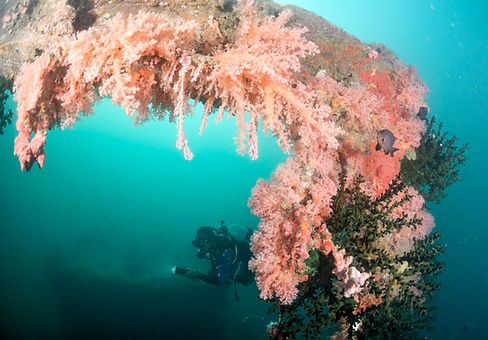 Diver under an arch of pink coral