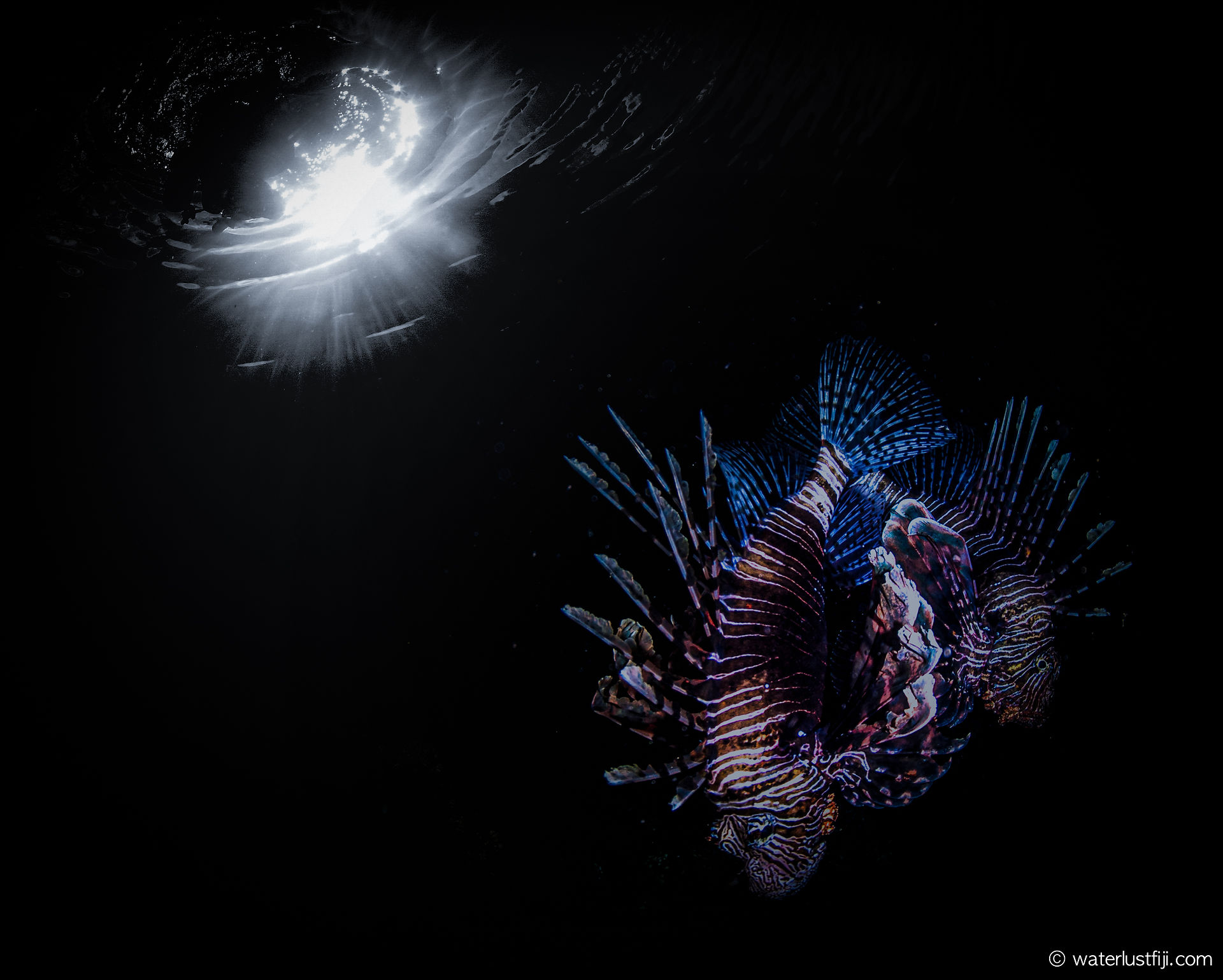 Lionfish underwater, glowing, dark background