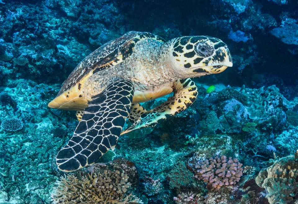 Hawksbill sea turtle swimming amidst vibrant coral reef