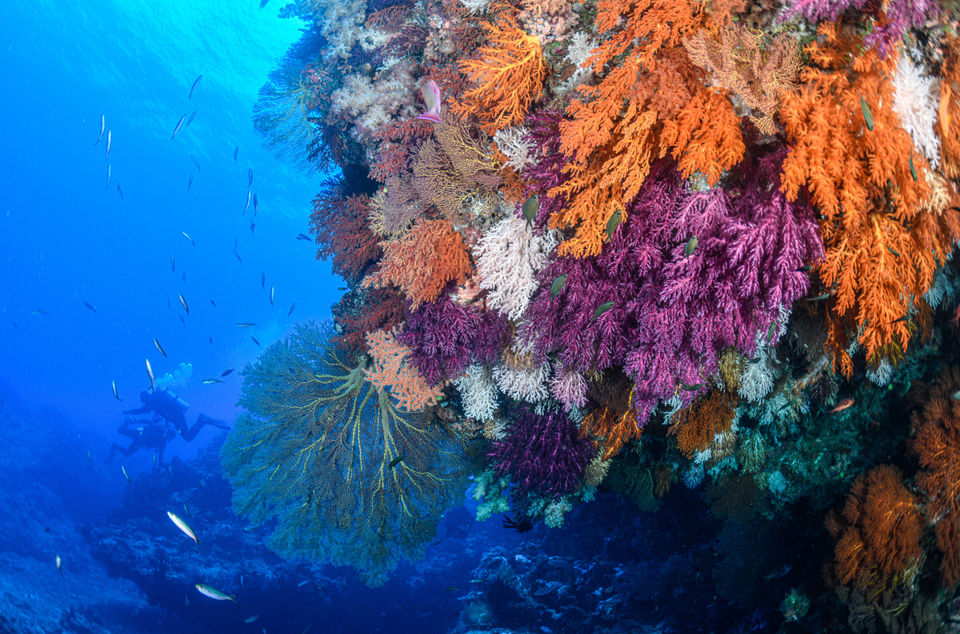 Colorful coral reef with orange, purple, and yellow corals underwater. Fiji diving.