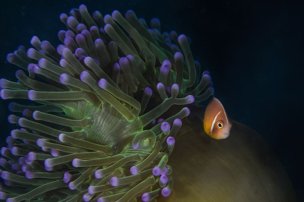 Clownfish hiding in purple anemone