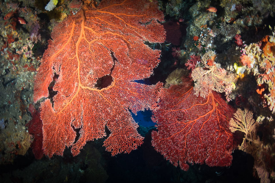 Red sea fans underwater with coral reef in the ocean, Fiji diving.