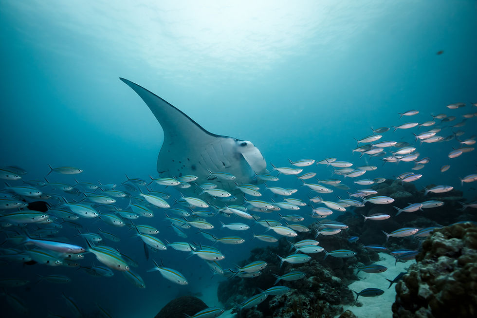 Thumbnail: Majestic manta ray with fish school