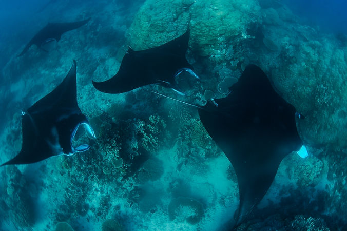 Diver encounters manta rays near reef