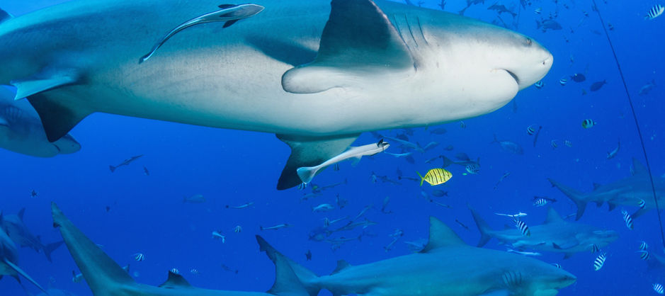 5 bull sharks swimming in formation in crystal clear water