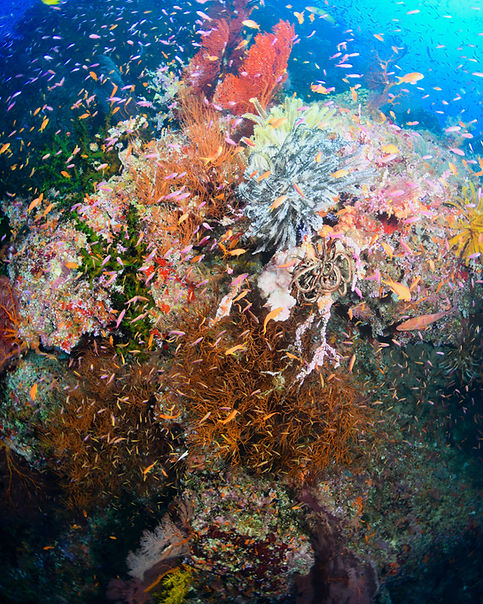 Vibrant coral reef teeming with fish