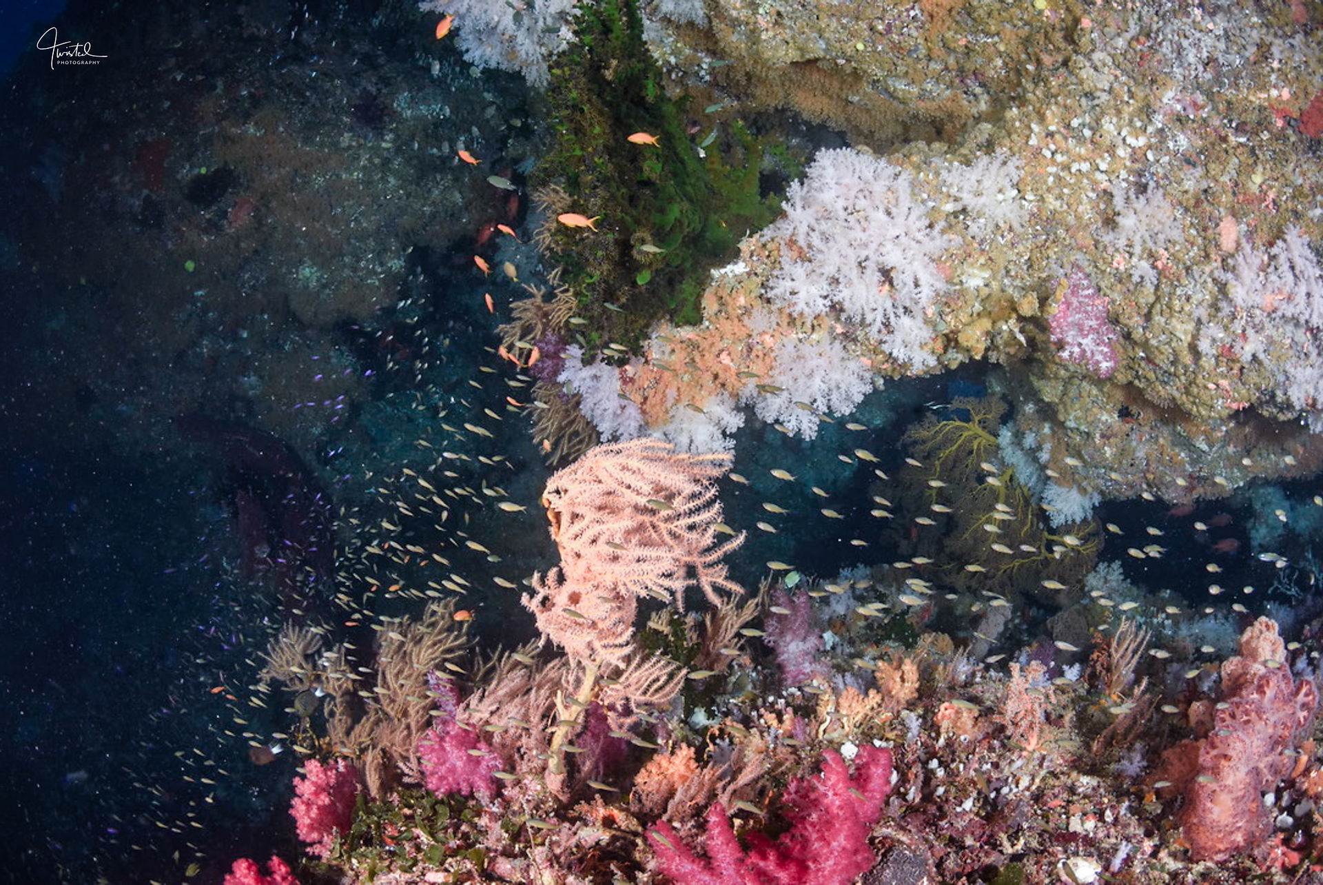Vibrant coral reef teeming with fish