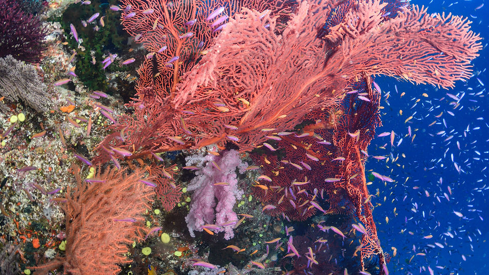 Underwater coral reef with vibrant plants and numerous fish. Waterlust Fiji