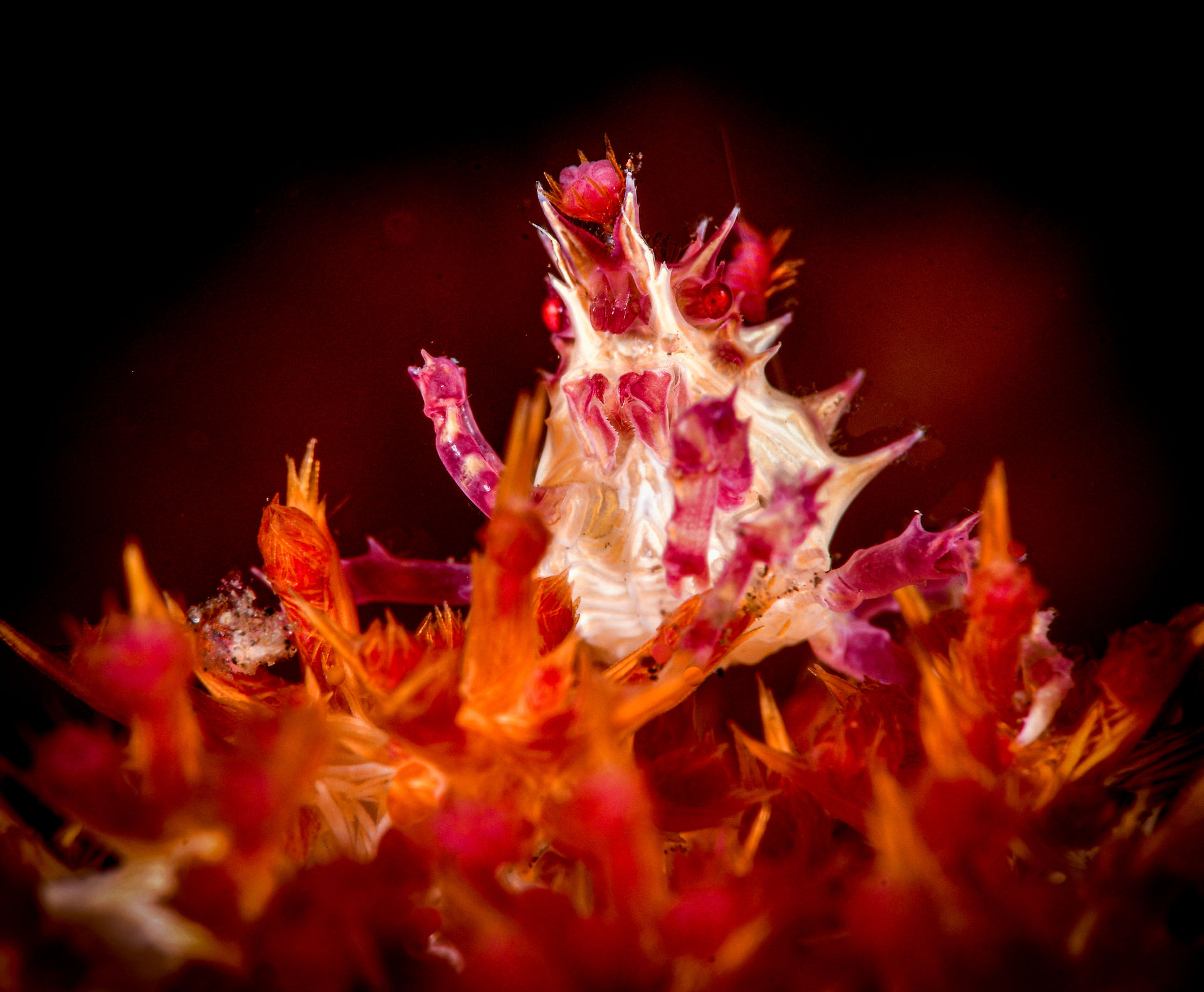 Close-up of vibrant coral and a small, spiky sea creature
