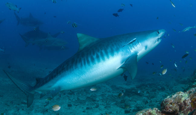 Tiger shark swims in clear blue ocean water, Fiji shark dive.