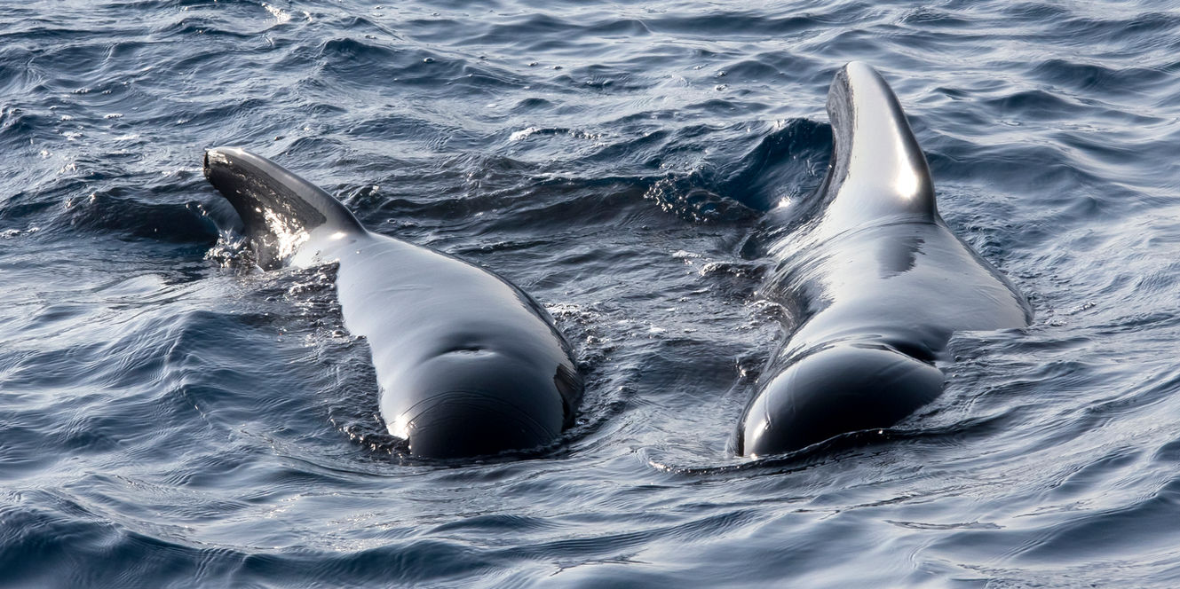 pilot whales in Fiji