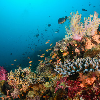 Diver exploring vibrant coral reef