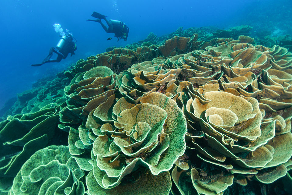 Divers exploring vibrant coral reef