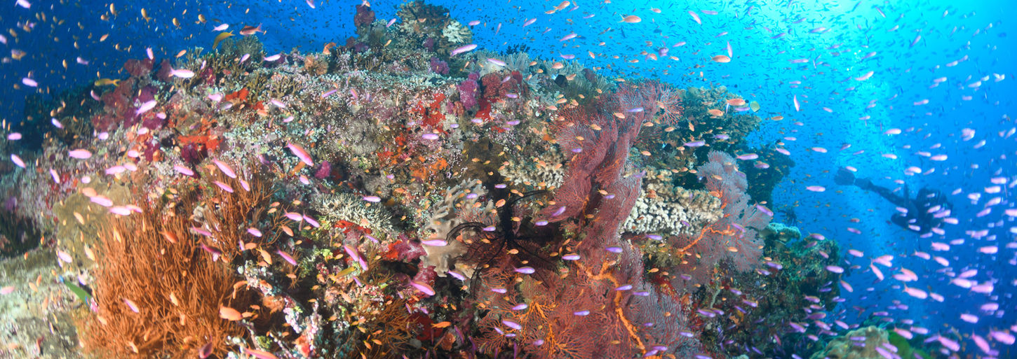 A chaotic scene of soft corals buzzing with lyretail anthia fish.