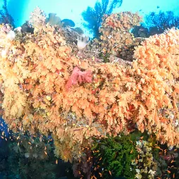 A yellow soft coral covered bommie in Bligh Water