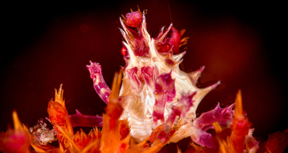 Candy crab decorates itself in its host soft coral 