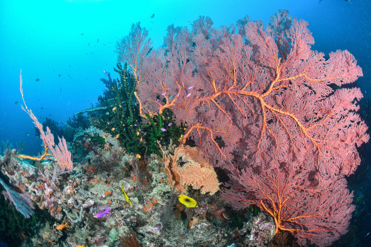 Underwater coral reef with large sea fan, conservation and underwater photography, Gecko Digital Fiji