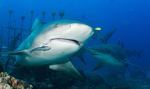 Bull shark underwater, Fiji diving