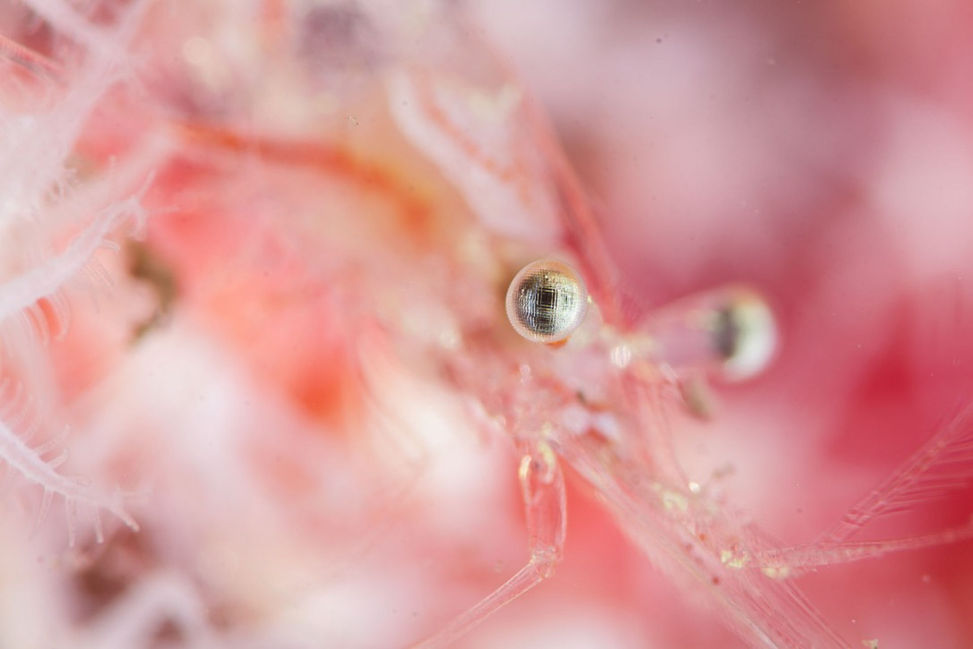 Close-up of a tiny pink shrimp