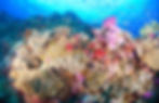 Thumbnail: pink soft corals and stag horn corals on a reef in Fiji