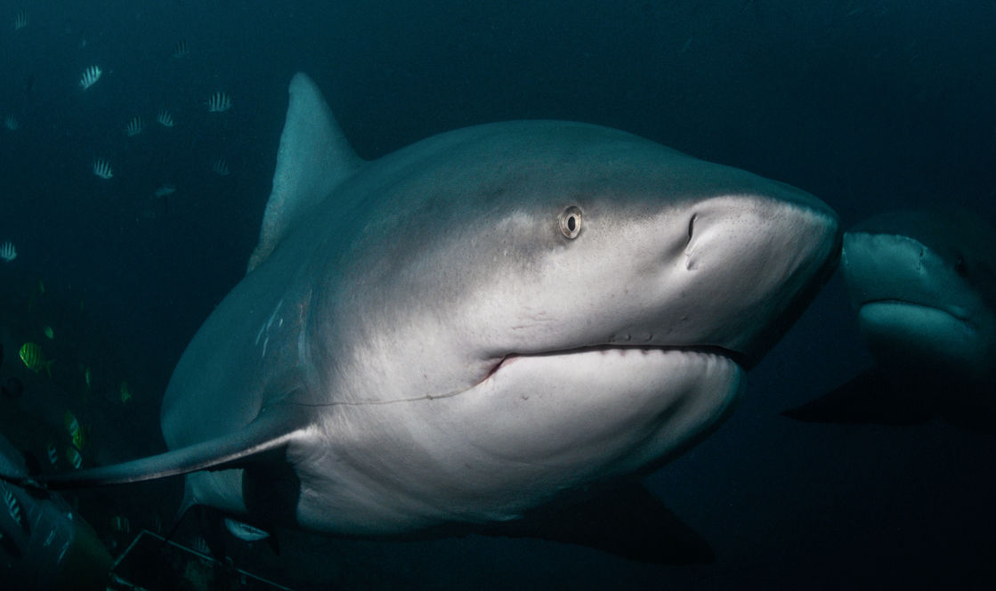 Close-up of a shark swimming in the deep blue ocean, underwater.
