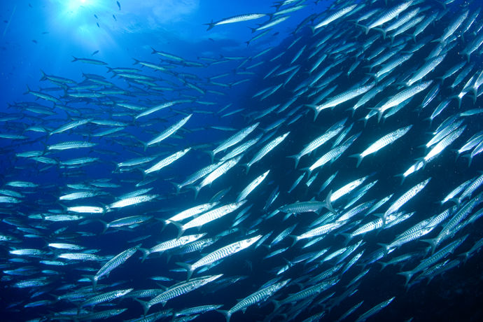 Large school of fish underwater