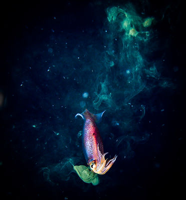 Vibrant squid swims in the dark ocean with green and blue hues. Fiji diving