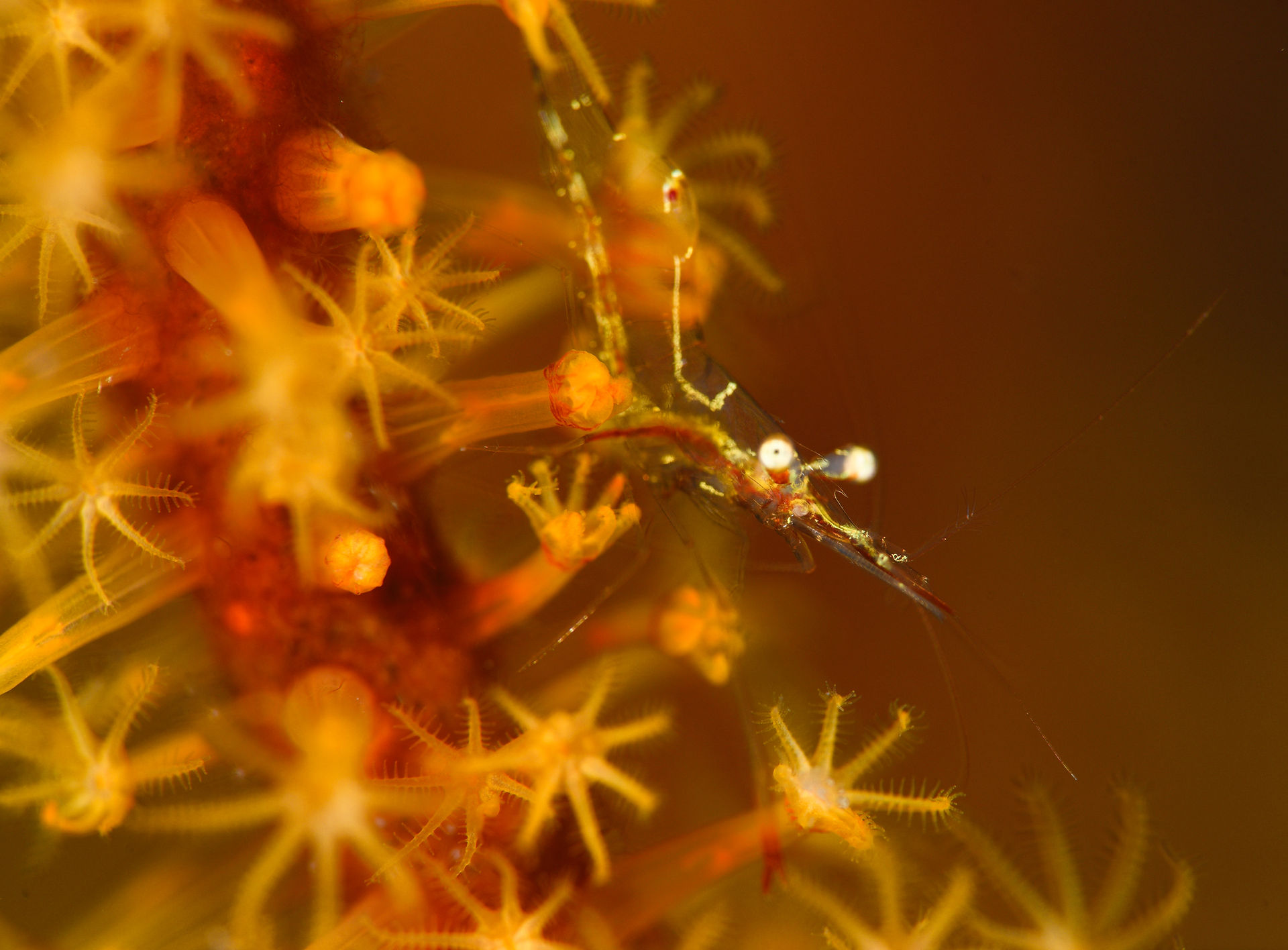 Close-up of a small, translucent shrimp among orange coral polyps.