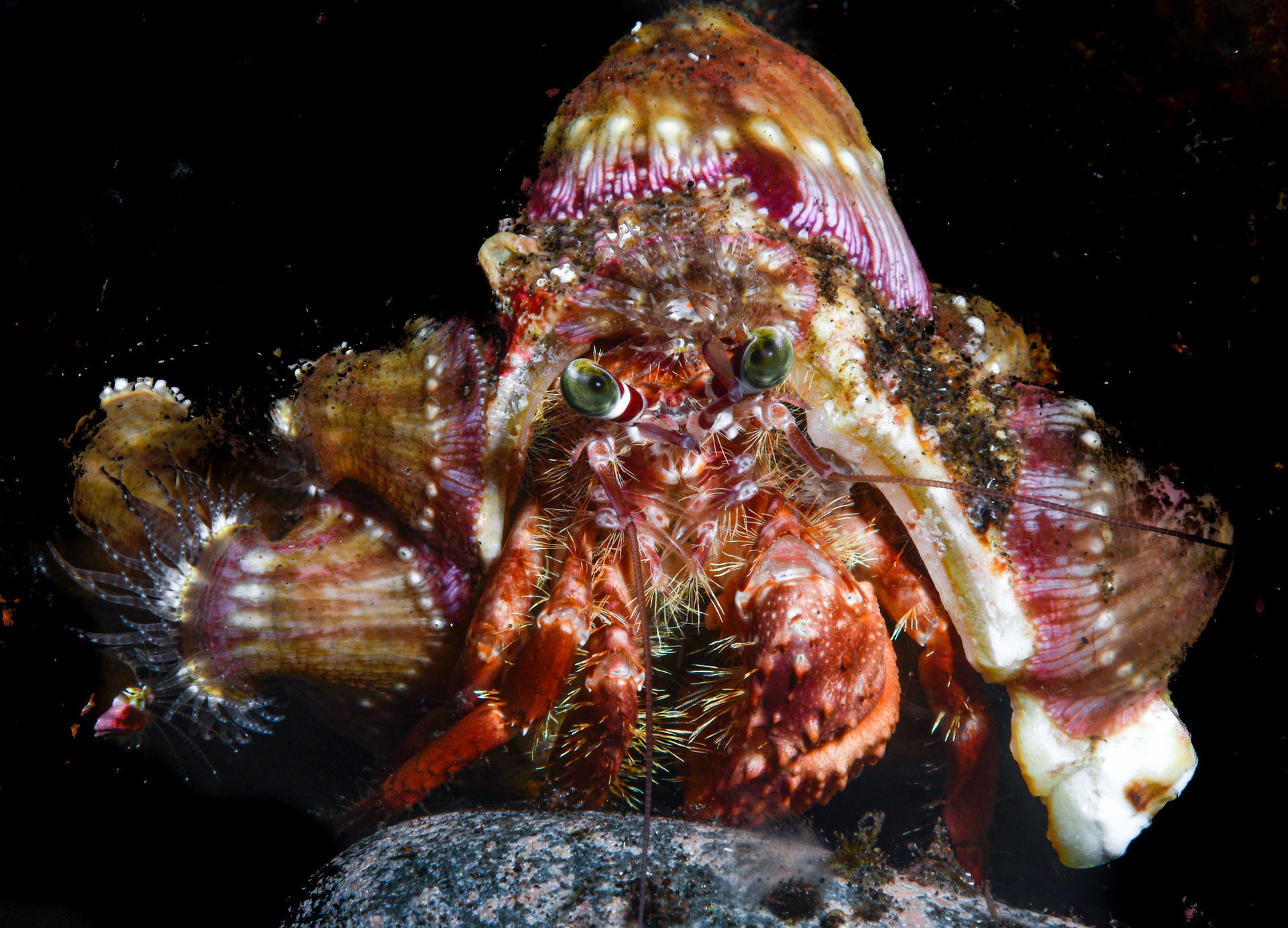 Vibrant hermit crab on a rock