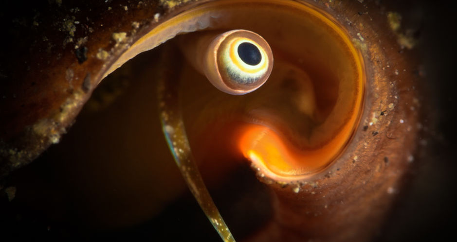 Dramatic capture of the eye of a conch