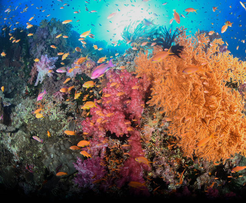 Vibrant coral reef teeming with fish