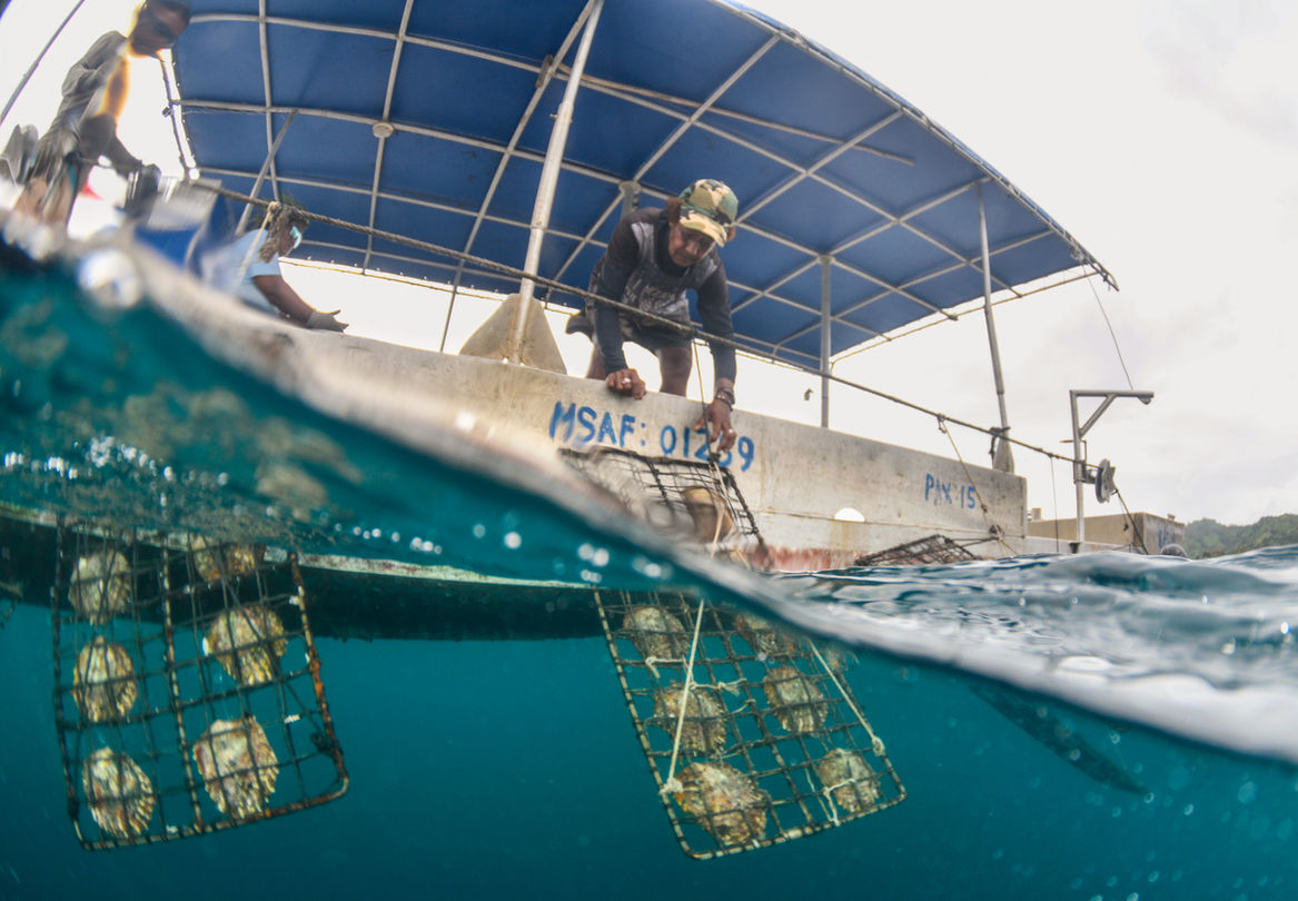 Divers in boat MSKY 9129 place underwater conservation projects, Gecko Digital Fiji.