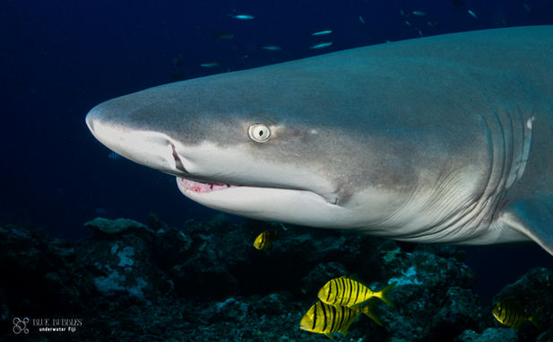 Close-up of a large shark underwater with small yellow fish below.