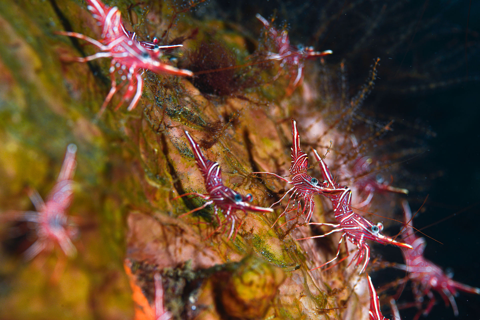 Red shrimp cluster on reef