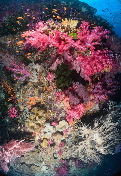 Vibrant coral reef teeming with marine life